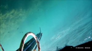 Подводная охота на Чёрном море в Крыму на замануху.