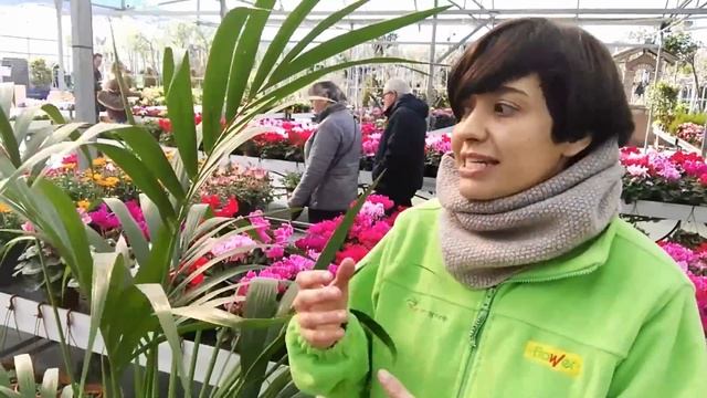 La Kentia: cuidados y caracteristicas смотреть онлайн