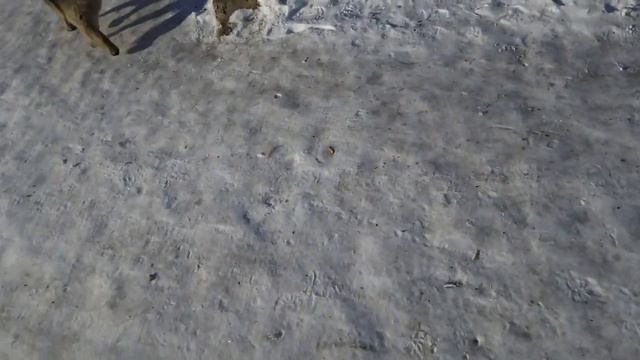 Вся наша стая (кроме розы). Розу покажем в другом видео