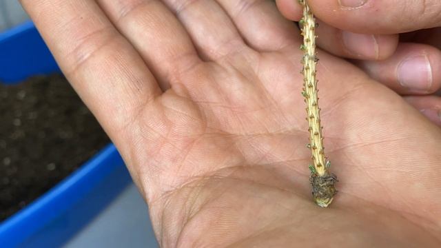 Черенкование голубой ели. Второй сезон смотреть онлайн