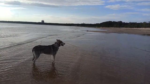 Пляж в сосновом бору. Ленинградская область. Саарлос зашёл помочить лапки. смотреть онлайн