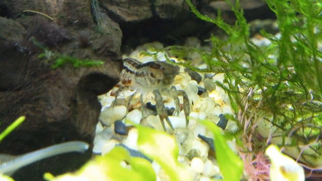 Карликовые раки смотреть онлайн