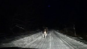 Встреча с лосем в лесу на дороге