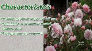 Cornelia Rose / Best Rose for Border Plantation / #Roses / #Floriculture