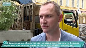 Пересадка деревьев с ул. Б.Покровской на ул. Провиантскую