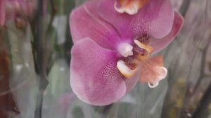 ОРХИДЕИ В АШАНЕ//