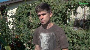 Желтые плечики и белая мякоть - неравномерное созревание томатов! Как избежать и исправить?