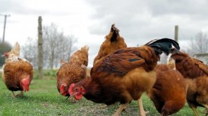 Домашние животные для детей. Как говорят животные.