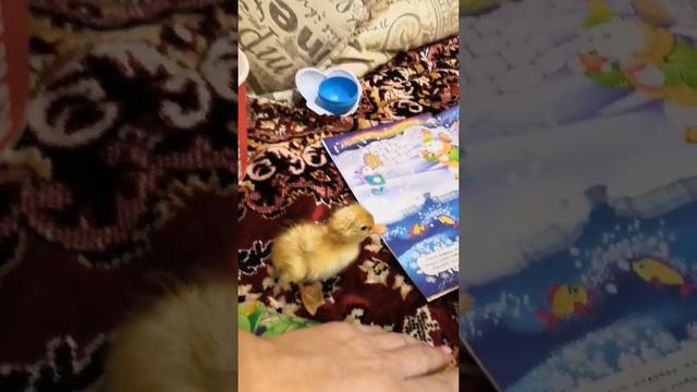 Тот день, когда меня назвали - Муркой. смотреть онлайн