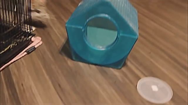 Шиншилла в домашних условиях