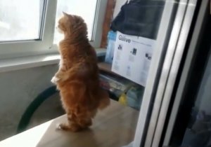 ПРИКОЛЫ С ЖИВОТНЫМИ  КОТЫ, СОБАКИ?