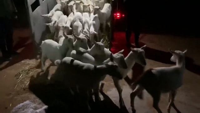 Первые зааненские козы из Австрии в Свечинском районе Кировской области смотреть онлайн