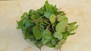 Необычная, вкусная зелень! Хризантема овощная, любисток. Заготовки зелени на зиму. Костанай.