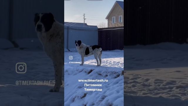 ТИМЕРТАШ ЛАНГОРИЯ (Лори) 1 год Молодое поколение рожденное в питомнике Среднеазиатские овчарки