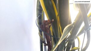 КАК  УКОРЕНИТЬ  ФИКУС  ЛИРАТА. Мастер - класс для настоящих "профессионалов".