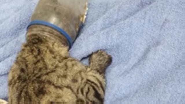 Кот засунул голову в банку и ходил с ней две недели! Бедняга еле дышал.. смотреть онлайн