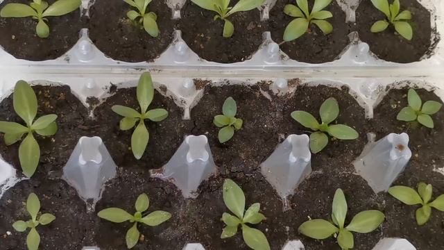 Эустома! МЕТОД РАБОТАЕТ ОТЛИЧНО! Удобряем эустому! смотреть онлайн