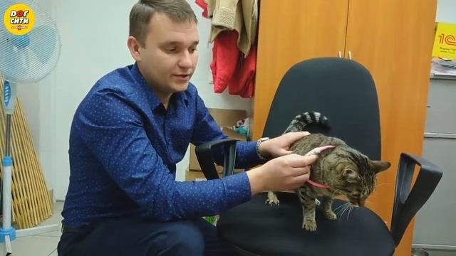 Светящиеся ошейники смотреть онлайн