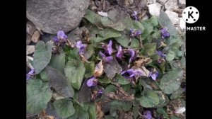 Пробуждение природы. Первые цветы. 13 марта 2023.