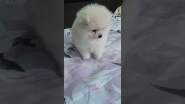 Белый шпиц мальчик смотреть онлайн