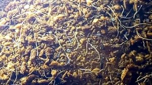 Нотобранхиусы гюнтера