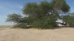 Дерево жизни в пустыне Бахрейна(The tree of life in the desert of Bahrain.)