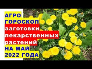 Агрогороскоп заготовки лекарственных растений в мае 2022 года