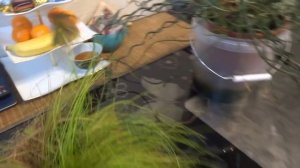 Комнатные цветы/растения. Болотные растюхи у меня дома. Циперус. Джункус. Сцирпус.