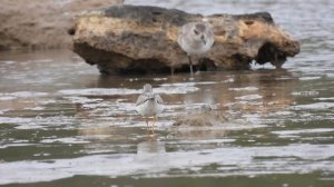 Terek Sandpiper, Piro piro del Terek (Xenus cinereus)