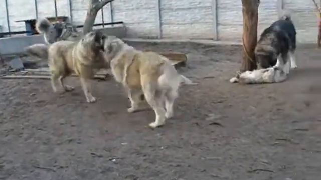 Puppu Arystan play..wmv смотреть онлайн