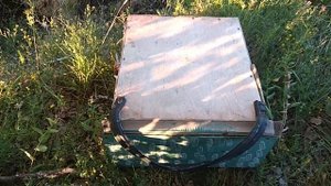 И снова рои пчёл , снимаю ловушки ..mp4