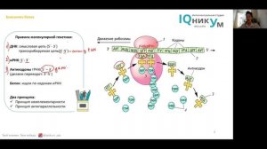 Правило антипараллельности молекул в ЕГЭ по биологии 2020 (штрих - концы)