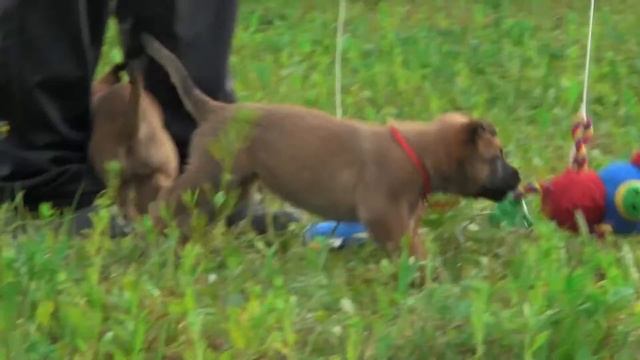 Щенки малинуа - 35 дней смотреть онлайн