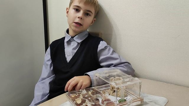 Проект "Чем накормить муравьев-жнецов"