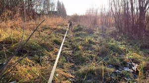 СПАСЛА ЧУЖУЮ СОБАКУ ОТ РЫСИ ⧸ Смотрим с Умкой дачный домик.