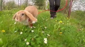 10 причин купить кролика