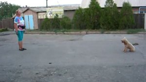 Дрессировка.Пудель Бася. Возраст 1 год 3 мес.