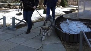 Вопрос-ответ: Почему тянет маламут и хаски. Выпуск 2.