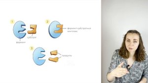 Ферменты. Общая характеристика ЖКТ | ЕГЭ по биологии