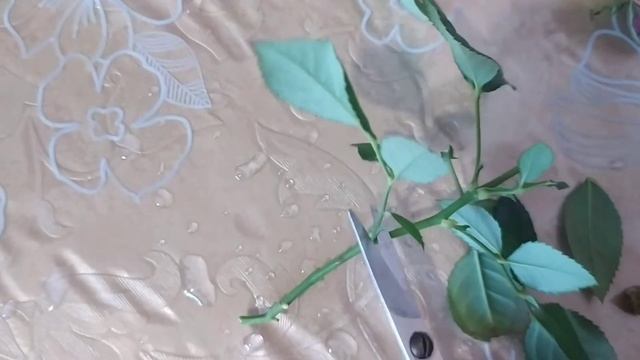 Размножение комнатной розы черенками. смотреть онлайн