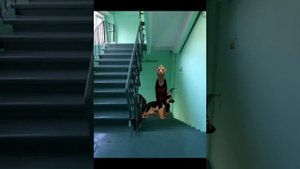 Вилдкравт страшилка "Ночь, лестница, шаги".   #страшилки_вилдкравт #страшилки #ночь #вилдкрафт