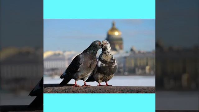 *Голуби целуются на крыше *Сергей Одинцов и Азамат Исенгазин * смотреть онлайн