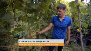 Садовые советы: поздние сорта винограда