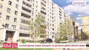 Стая бродячих собак нападает на детей во дворе жилого дома