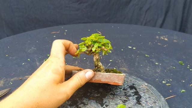 Маленький приятно пахнущий суккулент с большим будущим в бонсай! Эксперимент формирования НЕБАРИ.