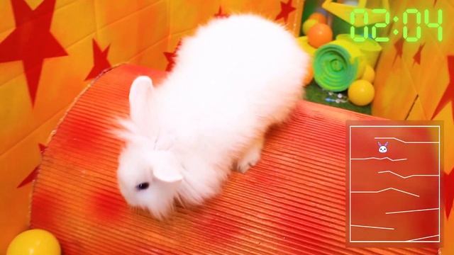 Кто быстрее пройдёт ГИГАНТСКИЙ лабиринт! Собака, кот или кролик? смотреть онлайн