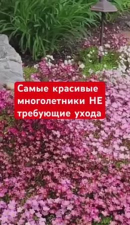 2 в 1: ковер из цветов которому ВООБЩЕ не нужен уход