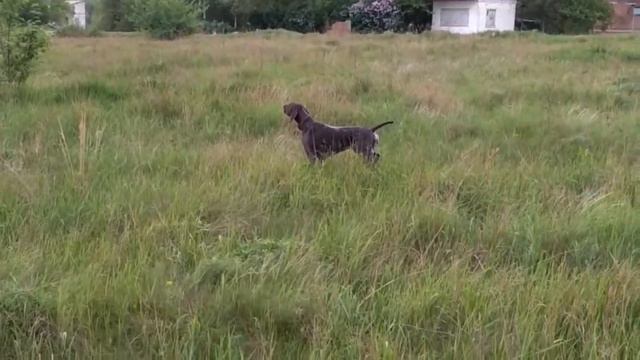 Курцхаар Альберта вл. Приходько А. Г. Работа по фазану смотреть онлайн