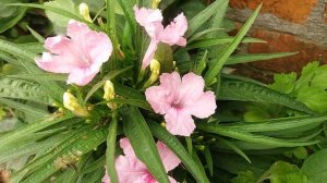 Maxican Petunia / Best Summer Flowering Plant