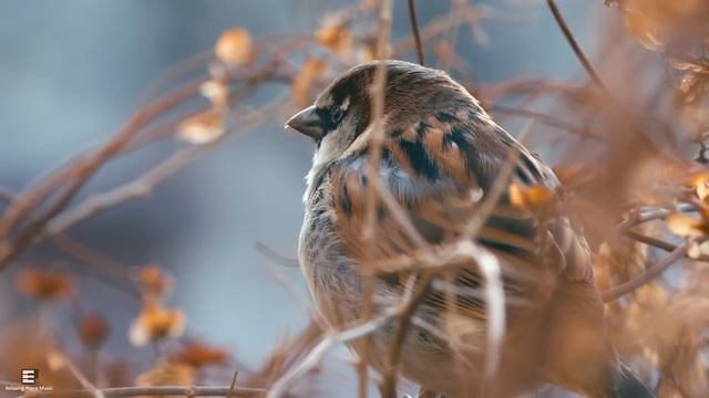 Красивая расслабляющая музыка ? Исцеление стресса, беспокойства и депрессивных состояний тела и душ